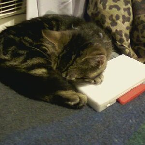 Geddy, when he was little, fell asleep on one of my DSs. Good thing I wasn't using it.