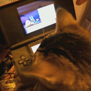 Geddy keeping his attention on my game of Platinum.
