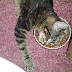Look down from my PC one evening to see he fell asleep in his food dish.