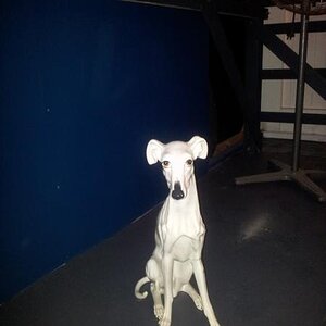 lol statue dog at Sydney Independent Theater Company in Newtown It would be a dog Julian Assange would have.