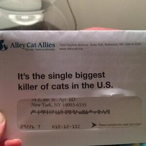 Ally cat allies