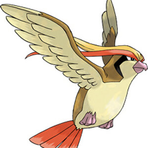 Pidgeot

Attacks:
- Steel Wing
- Agility
- Fly
- Roost