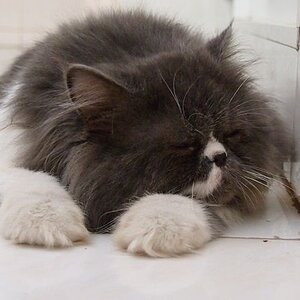 Jack, the male cat :3
