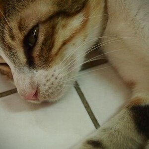 Lolly the shewolf cat :3 she could own Jack any day lol..