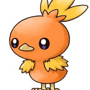Torchic 1