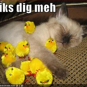 funny pictures sleeping kitten chicks