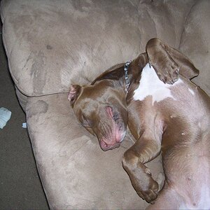 Her as a puppy on her couch.