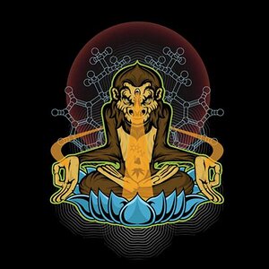 higher primate