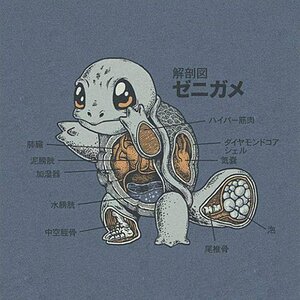 squirtle anatomy