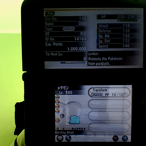 6IV Japanese Timid