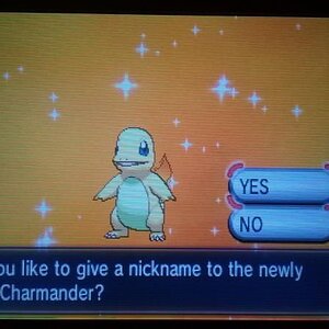 Shiny Charmander! <3 (532 Eggs MM) - female