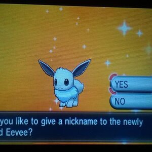 Shiny Eevee! <3 (28 Eggs MM) - male