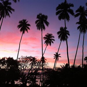 palmtrees fiji sunset