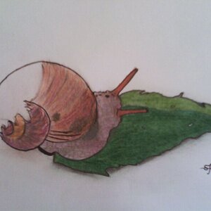 This is a snail that was next to my tent when I was camping last summer. I really like the way it turned out.