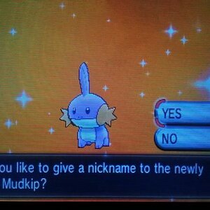 Shiny Mudkip! <3 (21-11-2014)