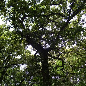 more forest