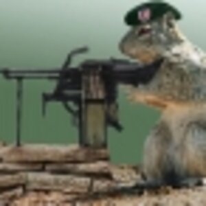 Military Squirrel