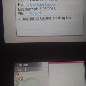 Hatched my second shiny when trying to breed good IVs onto a Shieldon!