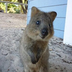 quokka the happiest animal in the world click here to find out more http googydog com stuffed animals quokka wild animals cute baby animals adorable a