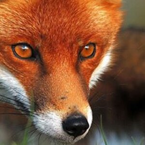 foxes banner