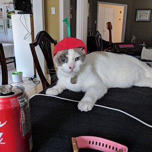 jude looking not so pleased with the cherry hat souvenir i brought home for him from japan