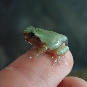 First of many frogs that I'm raising.