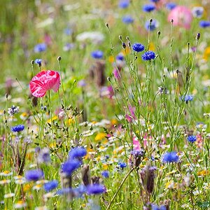 wildflowers feature