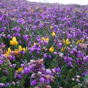 flowers meadow flower meadow cornwall flora nature summer field plant(1)