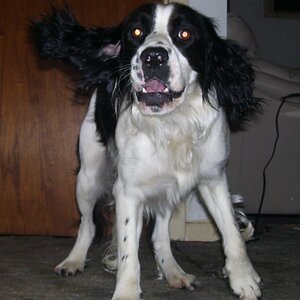 My Dog attempting to play.