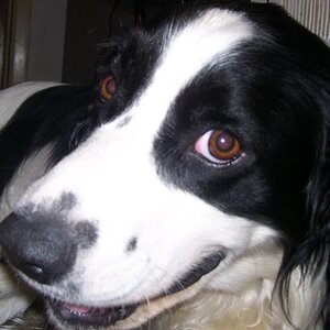 My Dog being cute.